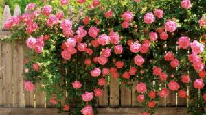 rose on fence flower Pink Love spring HD wallpaper thumb