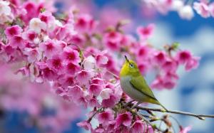Japanese sakura, cherry flowers, bird, spring wallpaper thumb
