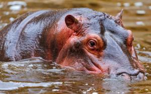 Hippo in the water wallpaper thumb
