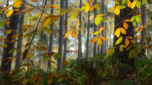 Autumn, forest, trees, leaves wallpaper thumb