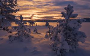 Norway, winter, thick snow, trees, sunset wallpaper thumb