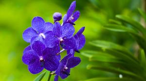 Blue Orchids wallpaper thumb