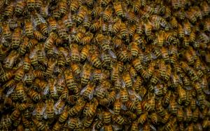 Swarm of Bees wallpaper thumb