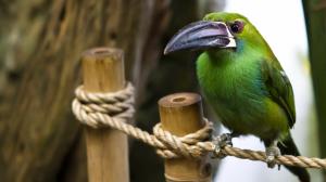 Colorful bird on rope wallpaper thumb
