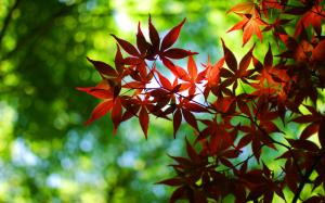 Bokeh, green, autumn, red maple leaves wallpaper thumb