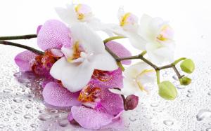 Orchid Petals Pink Flower HD wallpaper thumb