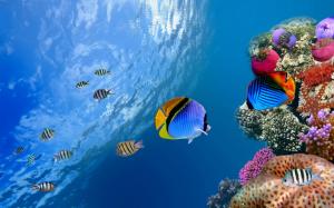 Underwater Coral Fish Sea Ocean Pictures Free wallpaper thumb