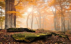 Landscape, Nature, Sunrise, Forest, Fall, Leaves, Mist, Moss wallpaper thumb