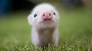 Pigs, Baby Animals, Grass wallpaper thumb