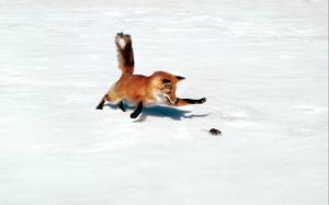 Fox Mouse Chase Snow Winter HD wallpaper thumb