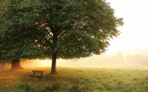 Morning park, meadow, trees, bench, mist, autumn wallpaper thumb