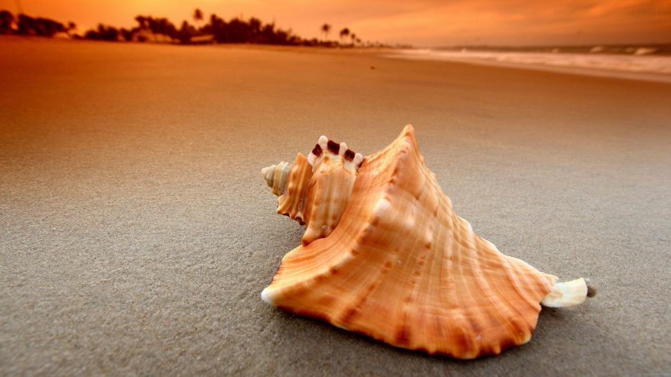 Seashell on the beach wallpaper,nature HD wallpaper,beach HD wallpaper,seashell HD wallpaper,sand HD wallpaper,sea HD wallpaper,2560x1440 wallpaper