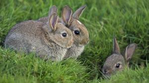Rabbits in green grass wallpaper thumb
