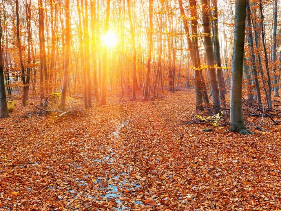 Forest, autumn, sun rays, trees, leaves wallpaper,Forest HD wallpaper,Autumn HD wallpaper,Sun HD wallpaper,Rays HD wallpaper,Trees HD wallpaper,Leaves HD wallpaper,2560x1920 wallpaper