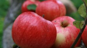 Fruit harvest, red apples wallpaper thumb