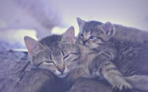 Kitten and motherhood sleeping wallpaper thumb