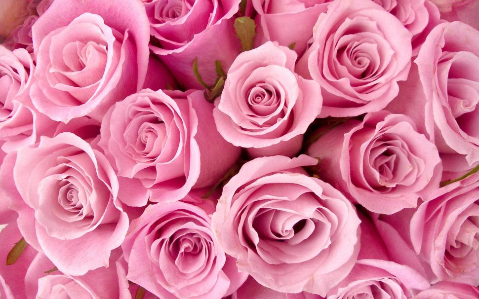 Special Pink Roses HD wallpaper,flowers HD wallpaper,pink HD wallpaper,roses HD wallpaper,special HD wallpaper,2560x1600 wallpaper