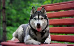 Husky, Animals, Dogs, Cute, Blue Eyes, Yellow Eyes, Photography wallpaper thumb