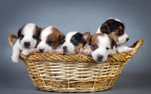 Many dogs, puppies, basket wallpaper thumb
