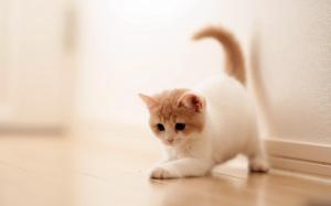 Cute White Kitten Playing wallpaper thumb