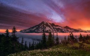 Washington, USA, Stratovolcano, Rainier, dawn, red sky, trees, flowers wallpaper thumb