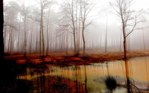 Misty Forest Swamp wallpaper thumb