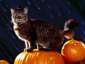 cat, halloween, fluffy, pumpkin wallpaper thumb