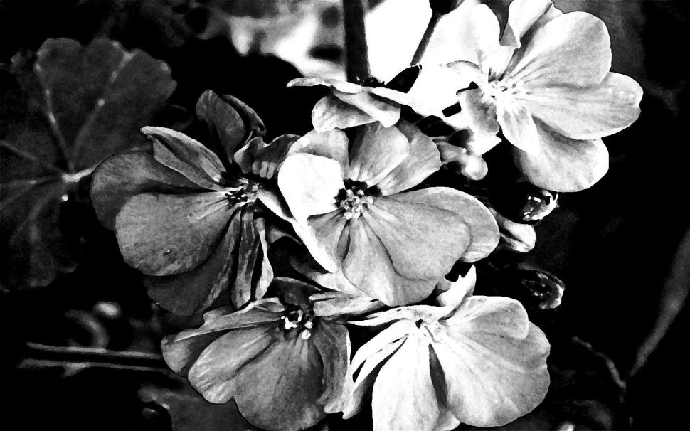 Flowers In Black White wallpaper,blooms HD wallpaper,black HD wallpaper,white HD wallpaper,flowers HD wallpaper,blossoms HD wallpaper,3d & abstract HD wallpaper,1920x1200 wallpaper