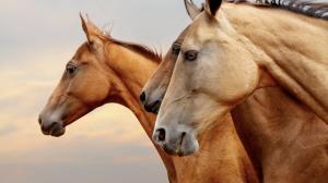 Triple brown horses wallpaper thumb