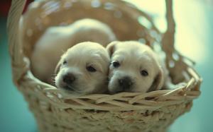 Macro Puppy Dogs Basket HD wallpaper thumb