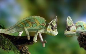 Two chameleon confrontation wallpaper thumb