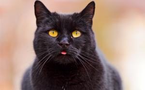 Black cat close-up, yellow eyes, bokeh wallpaper thumb