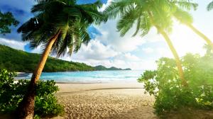 Tropical Sunlight Beach Palm Trees HD wallpaper thumb