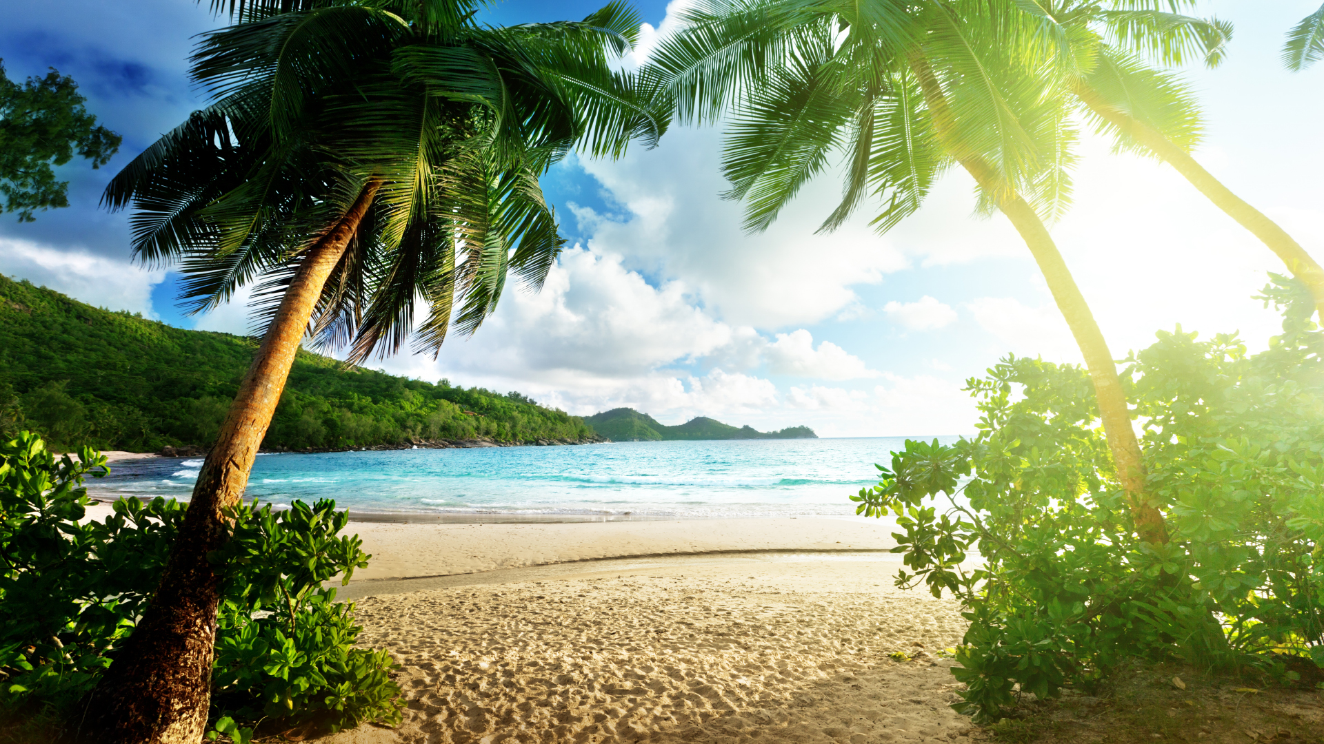 Tropical Sunlight Beach Palm Trees HD wallpaper | nature ...