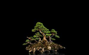 Tree Bonsai Black HD wallpaper thumb