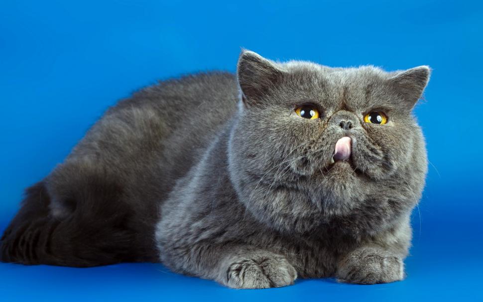 *** Brithis Gray Cat *** wallpaper,gray HD wallpaper,british HD wallpaper,animal cats HD wallpaper,animals HD wallpaper,2560x1600 wallpaper