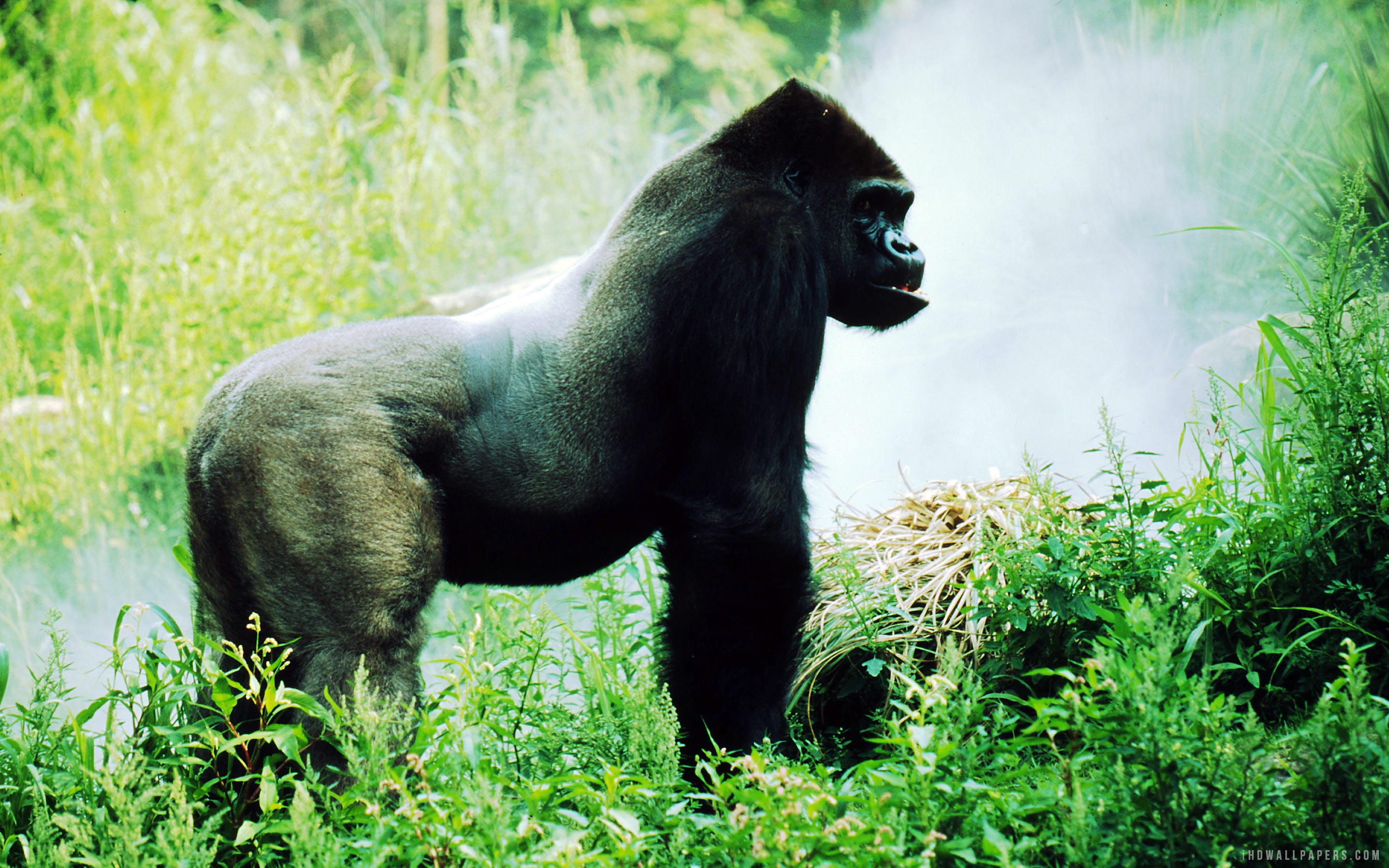 Eastern Lowland Gorilla Wallpaper Animals And Birds Wallpaper Better