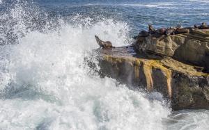Seal Splash Ocean Rock Stone HD wallpaper thumb