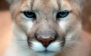 Puma, Wild Cat wallpaper thumb