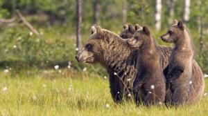 Animals, bear family, grass wallpaper thumb