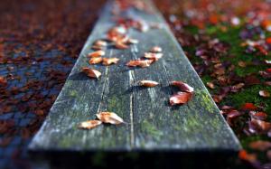 Leaves Fallen On The Bench wallpaper thumb