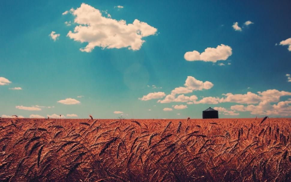Wheat Field And White Clouds wallpaper,Scenery HD wallpaper,1920x1200 wallpaper