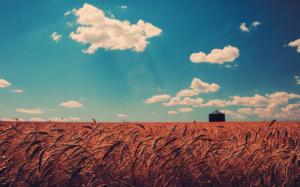 Wheat Field And White Clouds wallpaper thumb