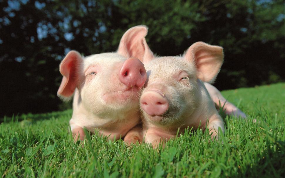 Pigs in Love wallpaper,pigs HD wallpaper,2560x1600 wallpaper