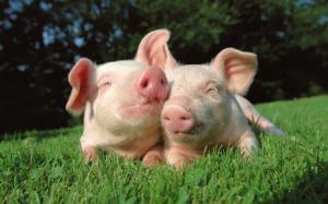 Pigs in Love wallpaper thumb