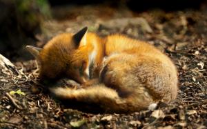 Animal close-up, fox curled up to sleeping wallpaper thumb