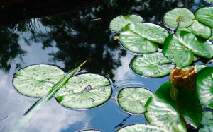 lillypads Green lilly pond Wate HD wallpaper thumb