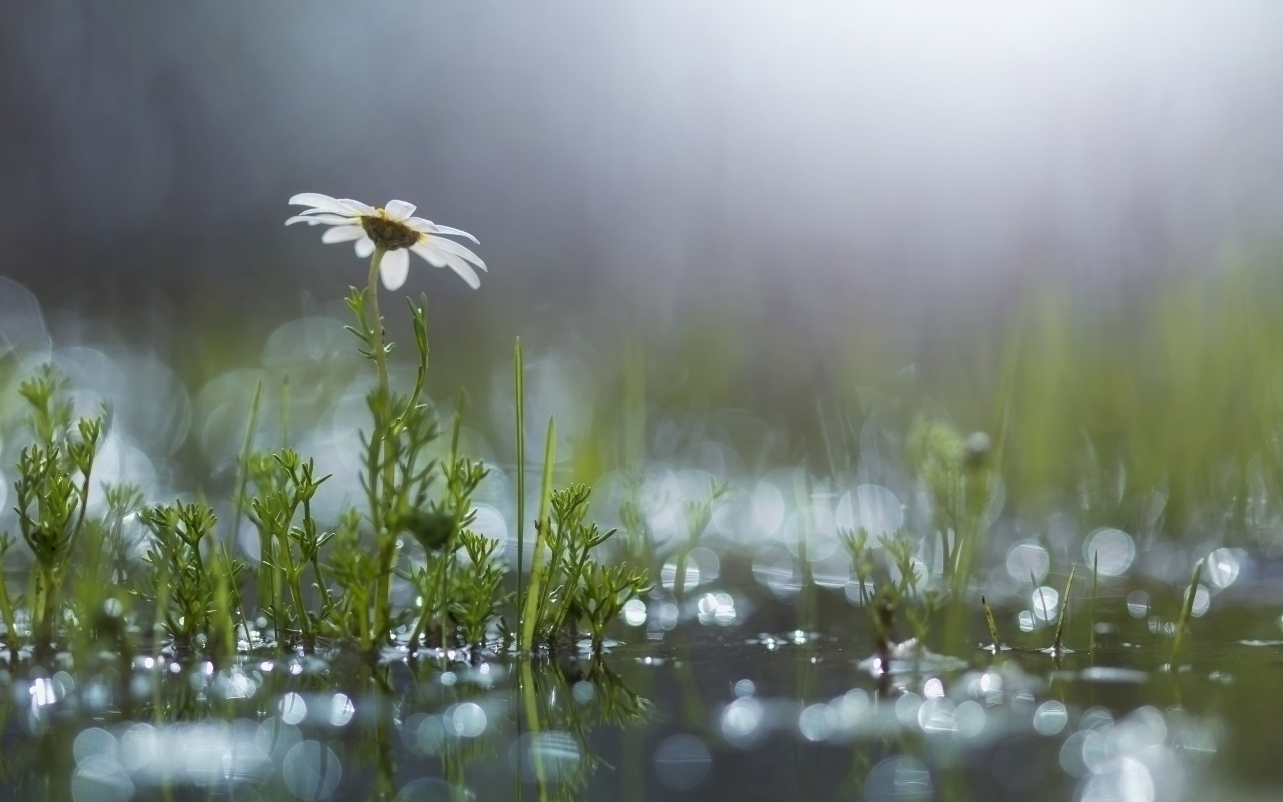 Grass, white flower, daisy, puddle, after the rain wallpaper | flowers