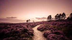 Derbyshire, England, fields, lavender, trees, road, evening wallpaper thumb
