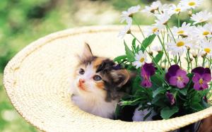 Kitten In A Hat With Flowers wallpaper thumb